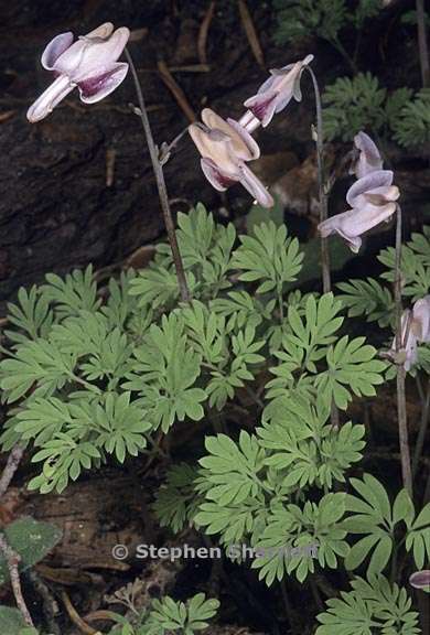 dicentra pauciflora 3 graphic